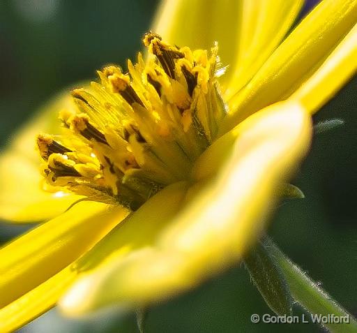 Yellow Flower_00498crop.jpg - Photographed at Smiths Falls, Ontario, Canada.